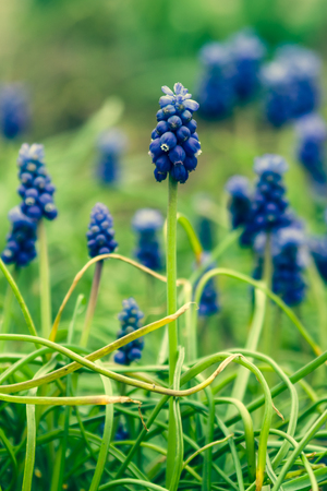 The first spring flowers (Muscari neglectum).の写真素材