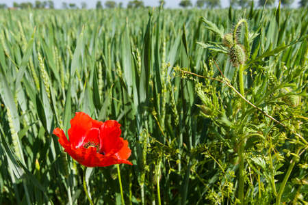 Red poppy in a wheat field.の写真素材