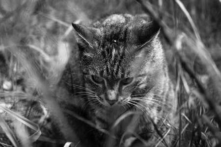 Housecat walking across the field. Black and white.の写真素材