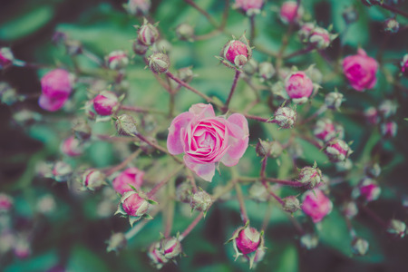 Flowers shrub roses closeup. Toning. Pastel shades.