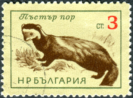 BULGARIA - CIRCA 1963: Postage stamp printed in Bulgarian, show the European polecat (Mustela putorius), circa 1963のeditorial素材