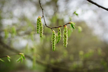 The first spring leaves and catkins on branches.の写真素材