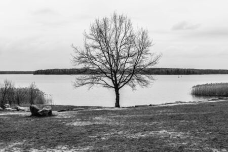 Overcast day on the lake. Landscape. Black and white.の写真素材