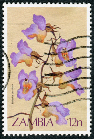 ZAMBIA - CIRCA 1983: A stamp printed in Zambia, shows a flower Eulophia cucullata, circa 1983のeditorial素材