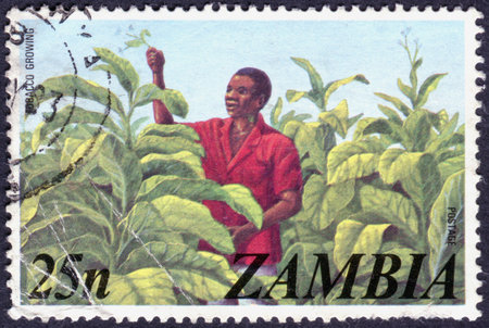 ZAMBIA - CIRCA 1975: A stamp printed in Zambia, shows a Tobacco Growing, circa 1975のeditorial素材
