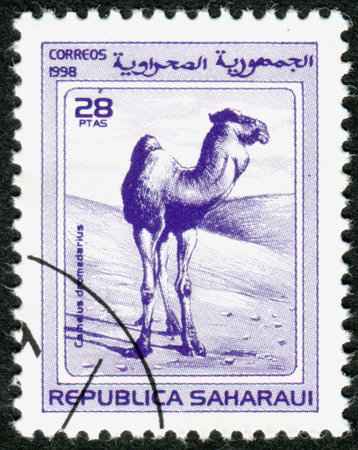 SAHRAWI REPUBLIC - CIRCA 1998: A stamp printed in Sahrawi Republic, shows Arabian camel (Camelus dromedarius), circa 1998のeditorial素材