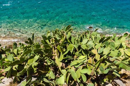 Cactus on a hillside and the seashore.の写真素材