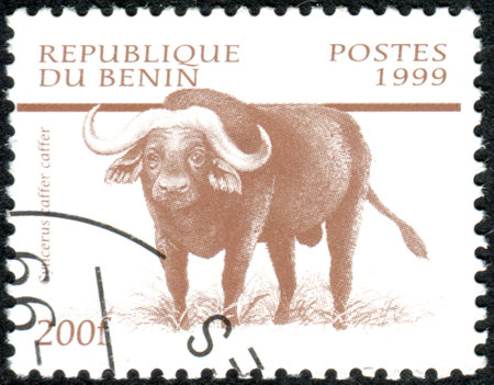 BENIN - CIRCA 1999: A stamp printed in Benin, shows the African Buffalo (Syncerus caffer), circa 1999のeditorial素材