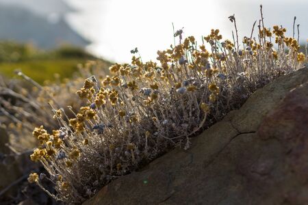 Plants and flowers of the island of Crete.の写真素材