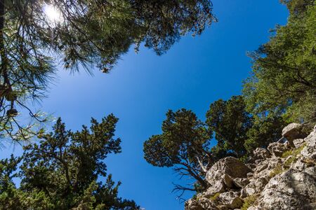 Samaria Gorge. Crete. Greece. Pines on the cliffs and slopes on the background of blue sky.の写真素材