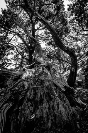 Felled trees. Samaria Gorge. Island of Crete. Greece.の写真素材