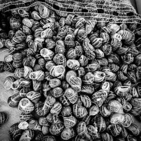 Snail (Helix pomatia). Background. Black and white.の写真素材