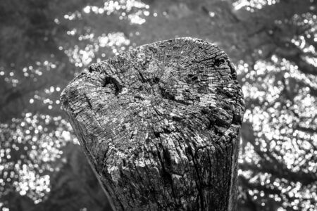 The old stump sticks out of the water. Background. Black and white.の写真素材