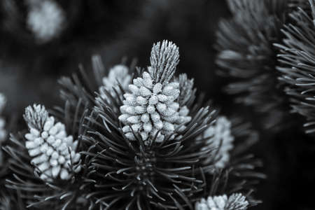 Young shoots of spruce. Black and white. Toning.の写真素材