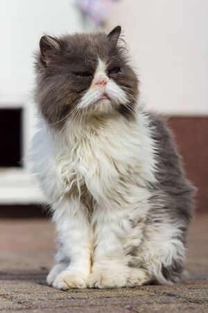 Dirty and sick homeless cat Persian breed.の写真素材