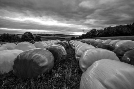 Preparation for winter. Packed in plastic, bales of straw. Black and white.の写真素材