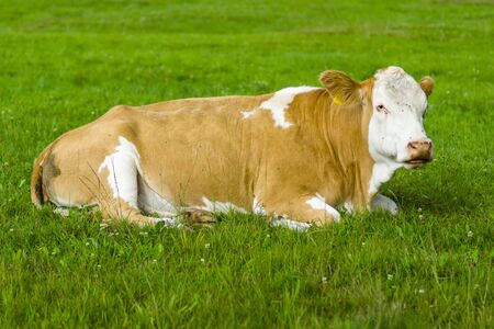 The cow lies on the pasture.