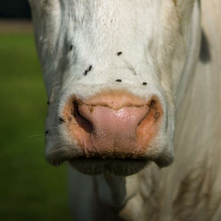Cow nose close-up.の写真素材
