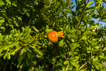 An ungainly fruit of a pomegranate in the sun's rays.の写真素材