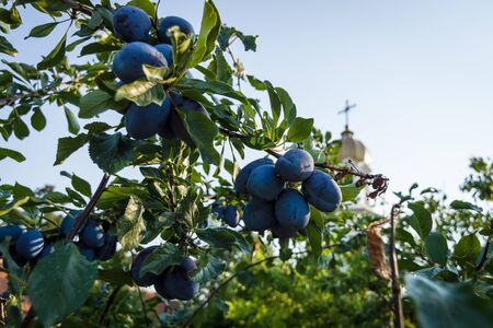 Ripe plums on a branch.の写真素材