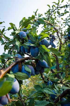 Ripe plums on a branch.の写真素材