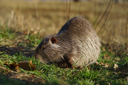 The muskrat (Ondatra zibethicus) in the nature.の写真素材