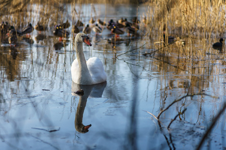 A large white swan (Cygnus olor) swimming on a pond.の写真素材
