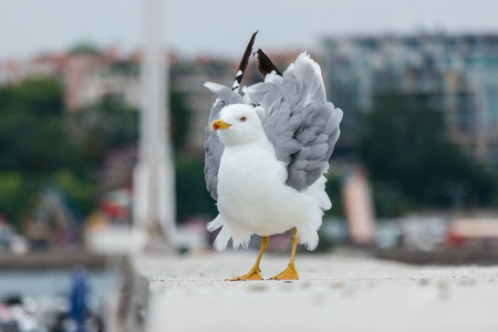 A large seagull on a concrete pier close up.の写真素材