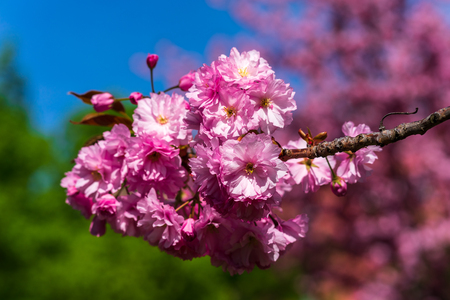 Flowering time. Sakura flowers close-up.の写真素材