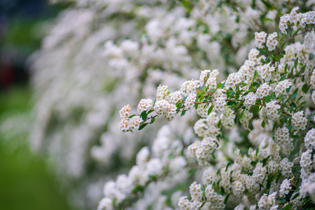 Spring flowering of the decorative bush Reeve's spiraea (Spiraea cantoniensis)