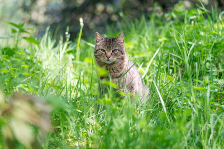 non-pedigree cat on a meadow in green grass.の写真素材