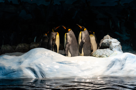 A group of emperor penguins (Aptenodytes forsteri) are standing on icy rocks.の写真素材