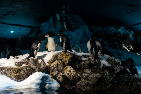 A group of emperor penguins (Aptenodytes forsteri) are standing on icy rocks.の写真素材