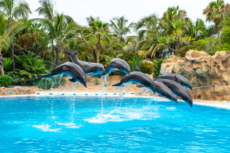 A group of Atlantic bottlenose dolphins (Tursiops truncatus) make a jump out of the water.の写真素材