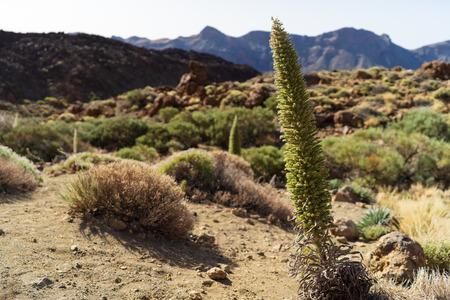 Echium wildpretii is a species of flowering plant, endemic to the of Tenerife. Canary Islands. Spain.の写真素材