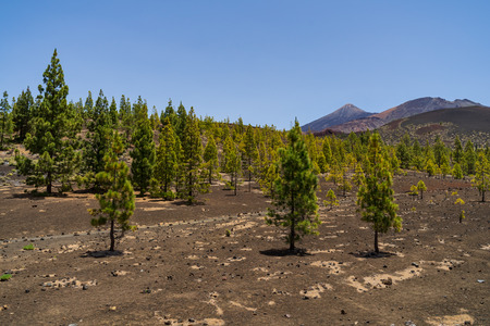 The lava fields of the Teide volcano and thickets of Canarian pine. Viewpoint - Mirador de Samara. Tenerife. Canary Islands. Spain.の写真素材