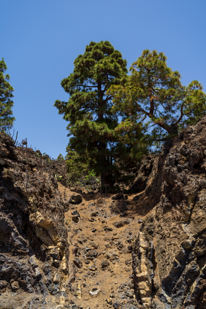Canarian pine (Pinus canariensis) on the rocks.の写真素材