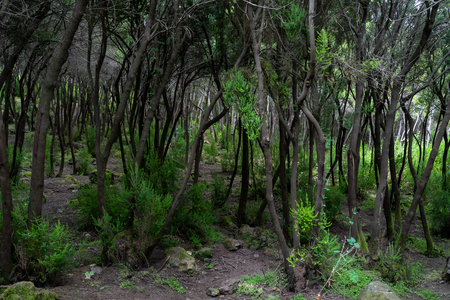 Unusual forest in the slopes of the mountains in the vicinity of the town of La Orotava. Tenerife. Canary Islands. Spain.の写真素材