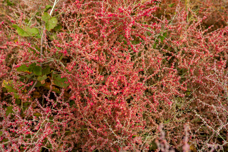 Floral and herbal background. Close-up.