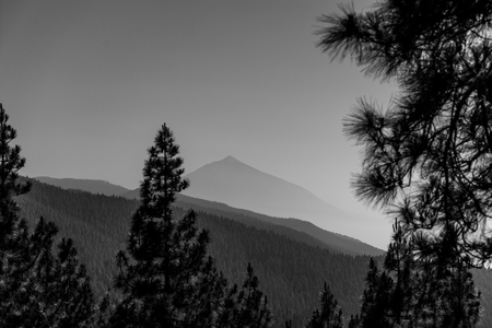 View of the Teide volcano through a relict highland forest (more than 2000 meters). Tenerife. Canary Islands. Spain. Black and white.の写真素材