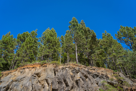 Canarian pine on the rocks. Tenerife. Canary Islands. Spain.の写真素材