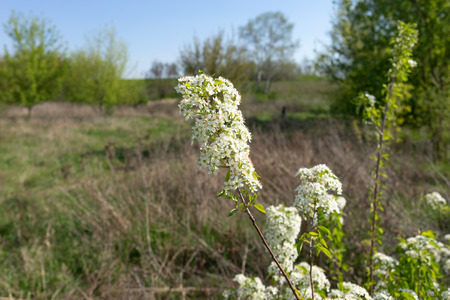 The first spring flowers of various fruit trees.
