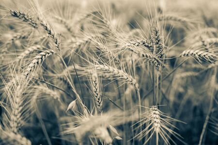 Ripe ears of wheat close-up. Stylization. Tonung.の写真素材