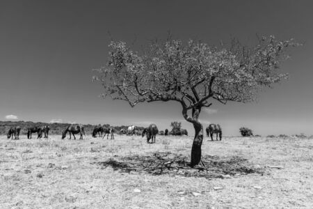 Wild horses from Cape Emine. The Bulgarian Black Sea Coast.の写真素材