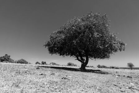 Natural landscape. Lonely tree in the field. Black and white.の写真素材