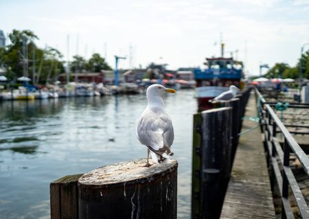A large seagull sits on a railing.の写真素材