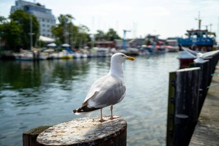 A large seagull sits on a railing.の写真素材