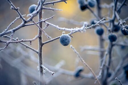 Fruits of Prunus spinosa covered with hoarfrost. The first frost.の写真素材