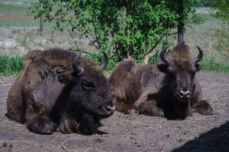 Two bison (Bison bonasus) are in the field.の写真素材