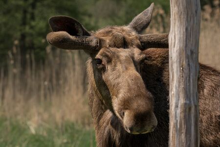 Head of  a moose or Eurasian elk, close-up.の写真素材
